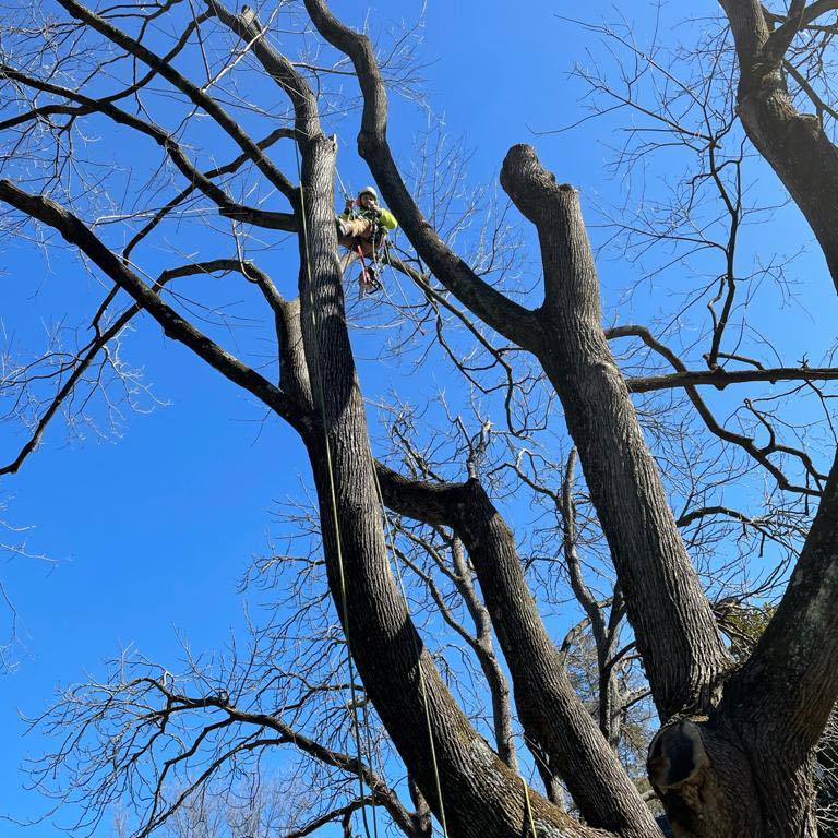 big Tulip Tree Removal.