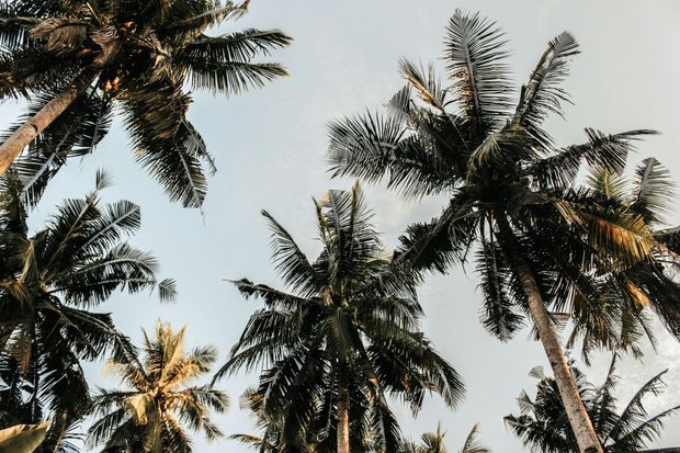 Looking up at palm trees against a cloudy sky