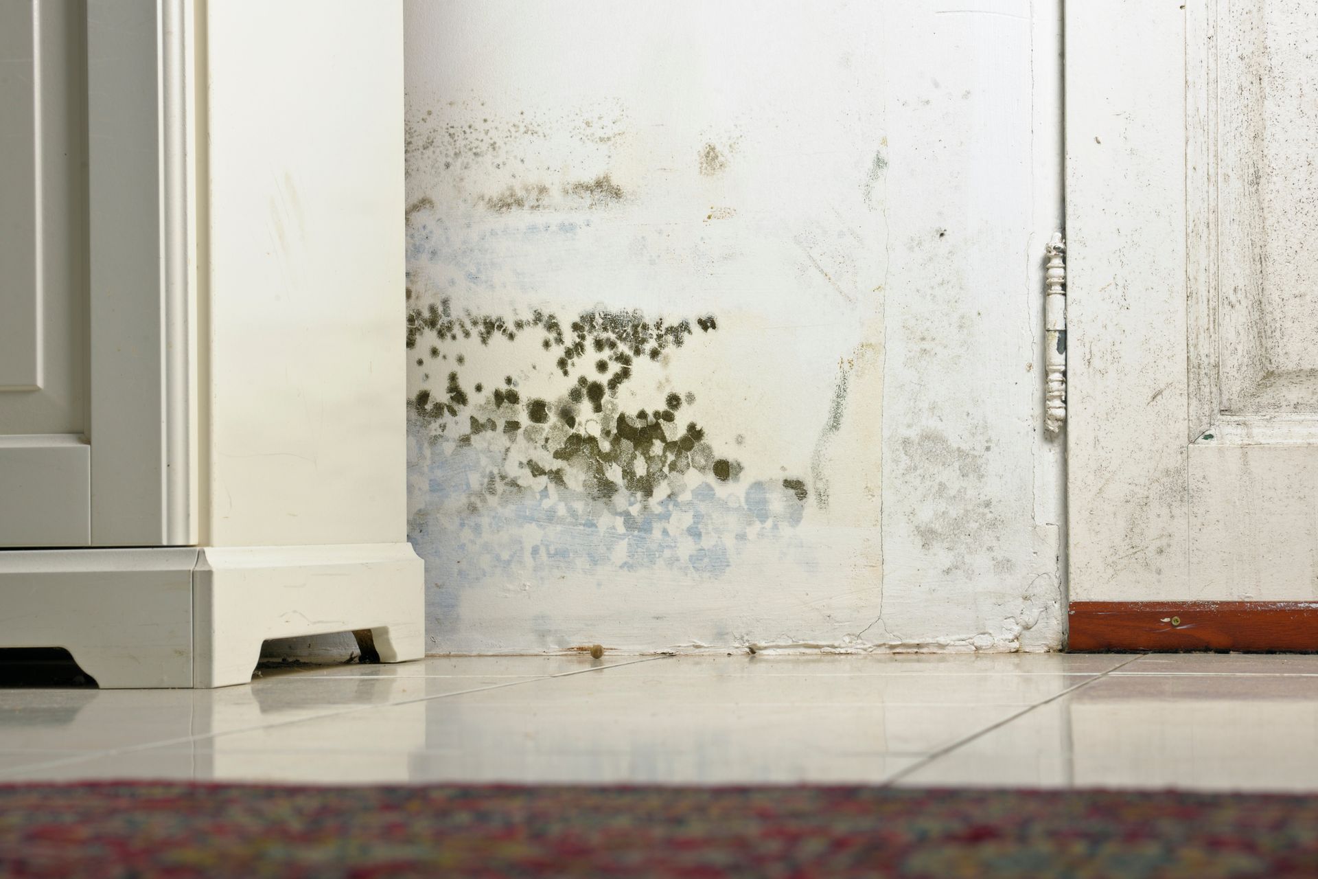 Mold — Chatsworth, CA — GBR Public Adjusters