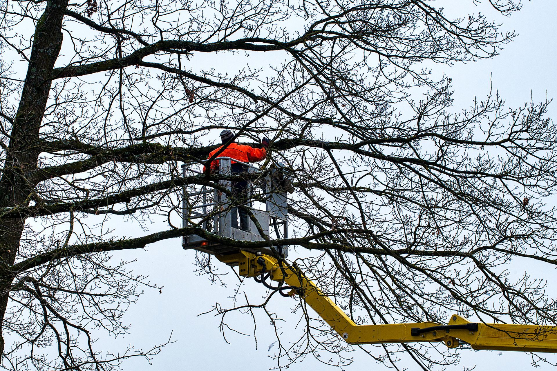 Tree Trimming in Wheaton, IL