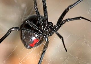 Pest Control Services Corpus Christi Tx Bugpro Usa