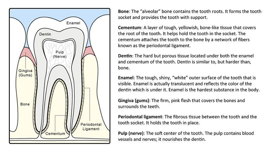 A diagram of a tooth with a lot of text on it.