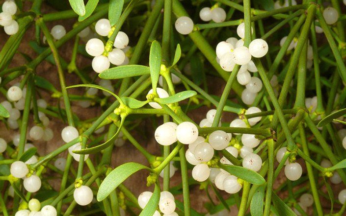 Eine Nahaufnahme einer Mistelpflanze mit weißen Beeren und grünen Blättern.