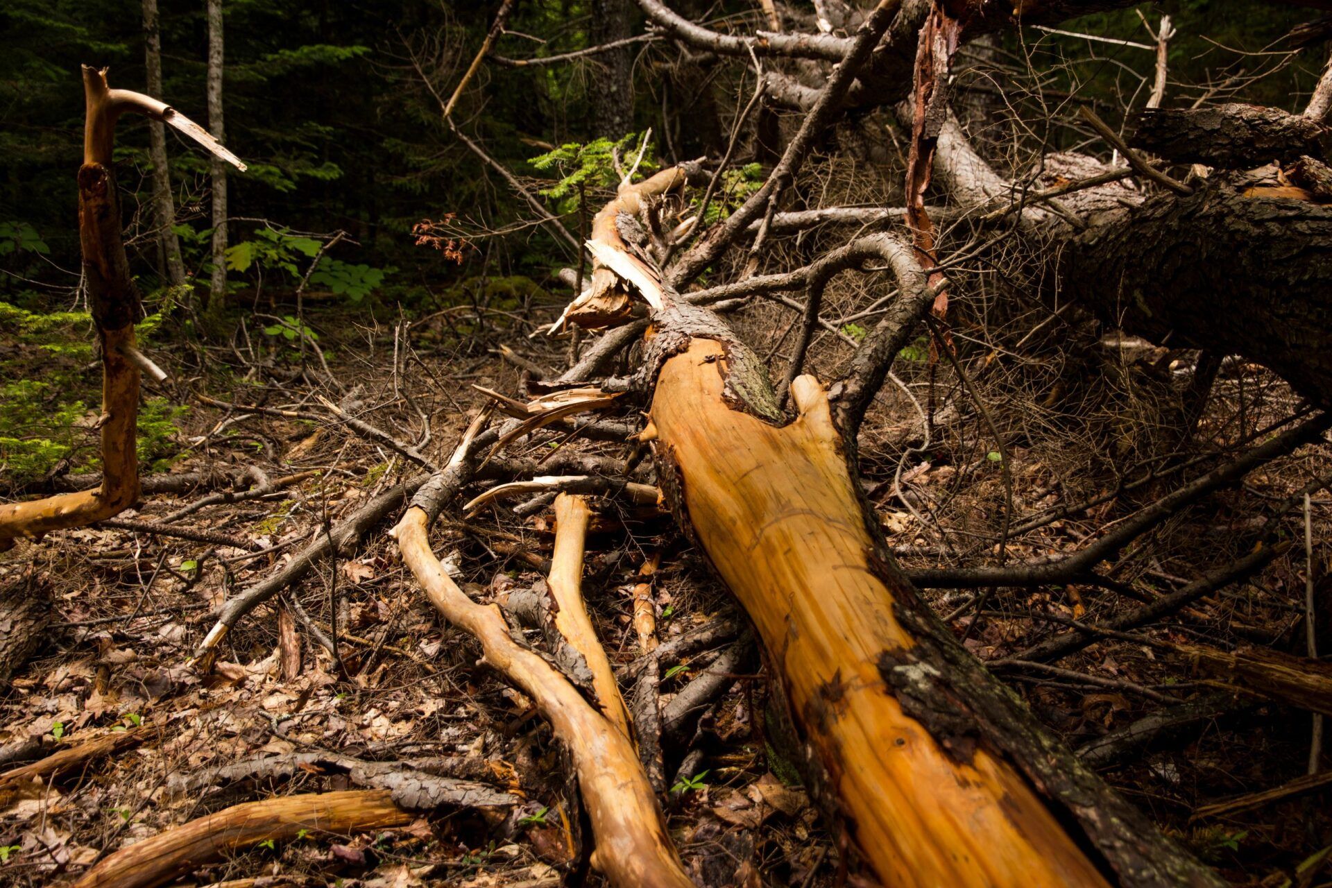 Dead Tree Logs in Forest — Bakersfield, CA — AB Tree Doctor