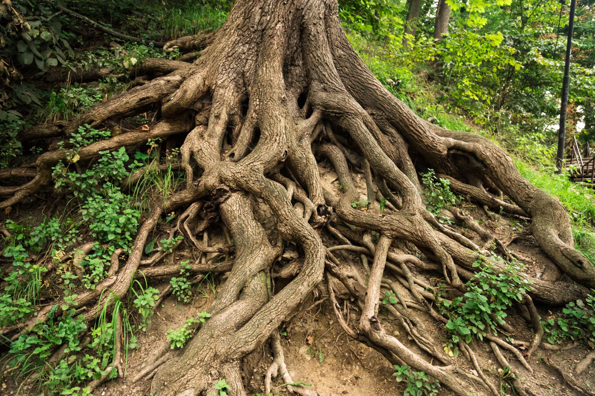 Tree with Deep Roots — Bakersfield, CA — AB Tree Doctor