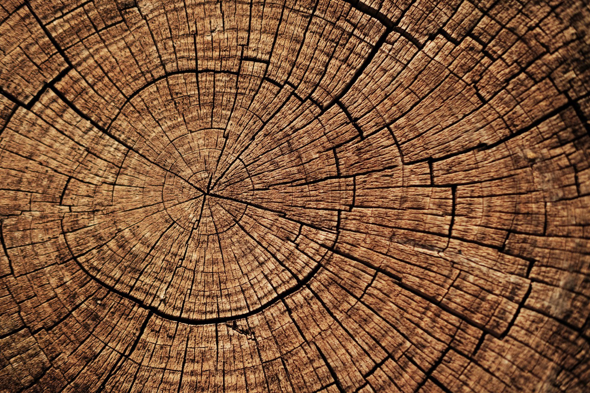Close Up Photo of Dead Wood — Bakersfield, CA — AB Tree Doctor