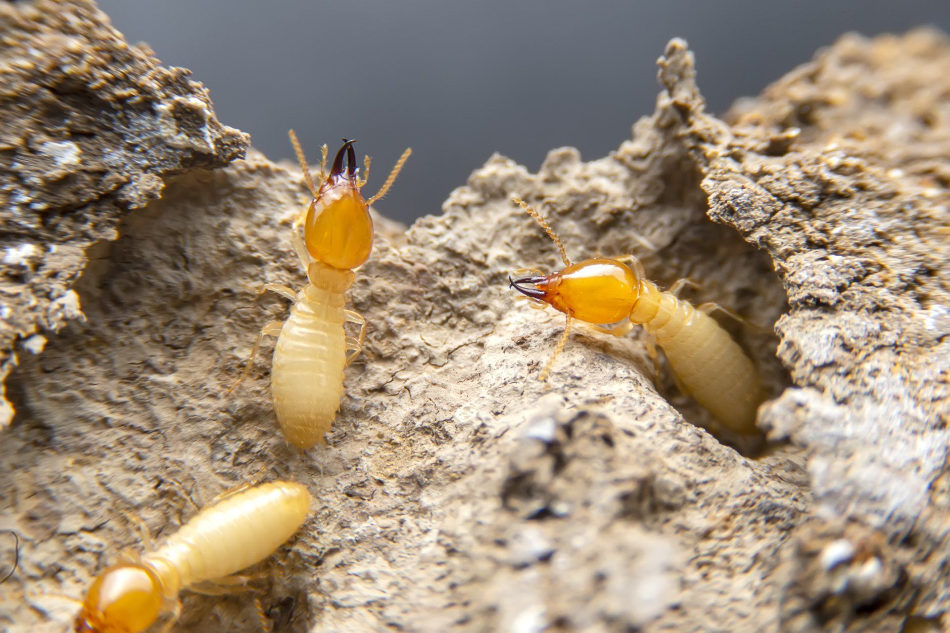 Close Up Photo of Termites — Bakersfield, CA — AB Tree Doctor