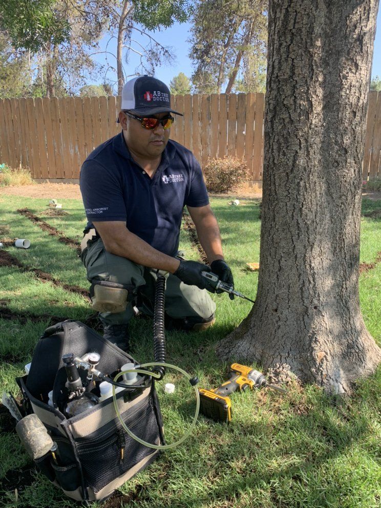 Arborists Injecting Pesticide on Tree — Bakersfield, CA — AB Tree Doctor
