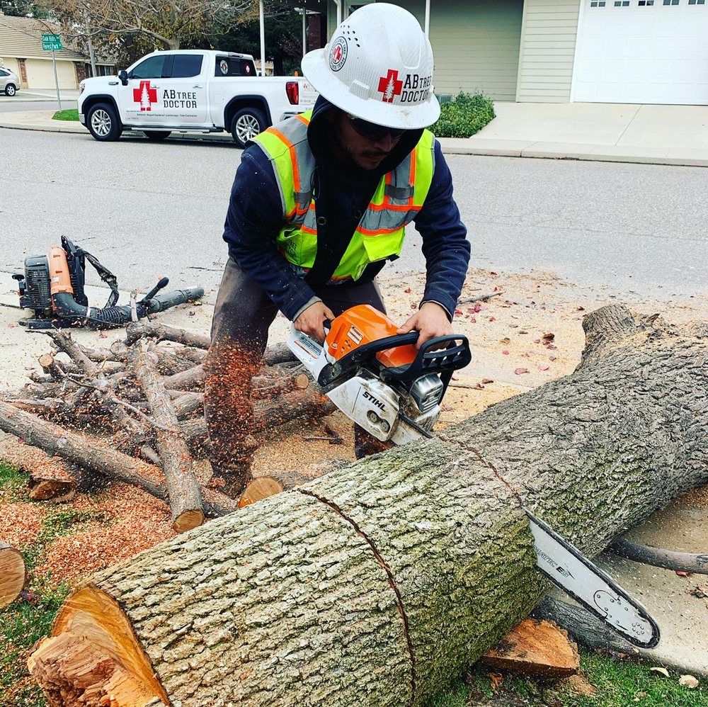 Commercial Tree Removal — Bakersfield, CA — AB Tree Doctor