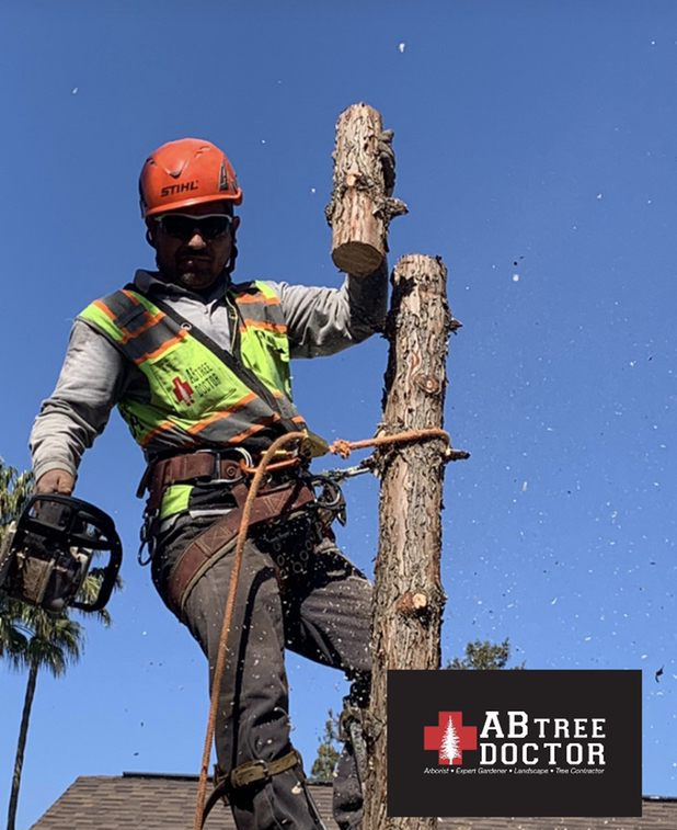 Specialist Inspecting Tree Before Removal — Bakersfield, CA — AB Tree Doctor
