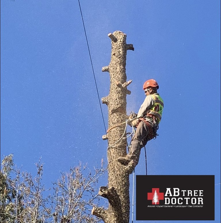 Certified Arborists — Bakersfield, CA — AB Tree Doctor