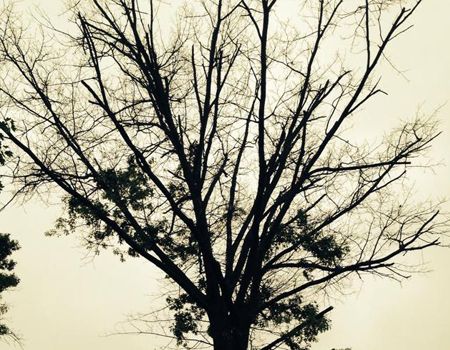 Silhouette of bare tree branches against a muted, yellowish-white sky.