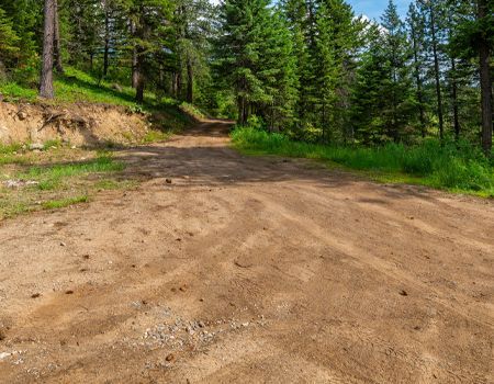 Dirt road through a forest of tall green trees under a blue sky.