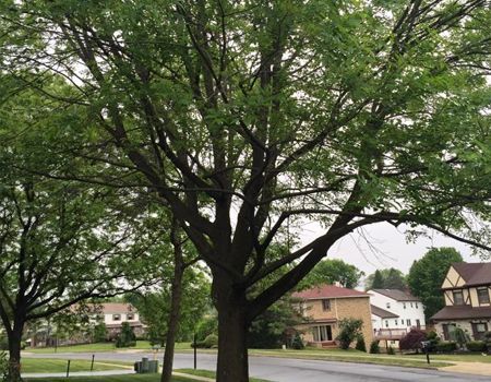 Bare tree with new growth in front of houses on a sunny day.