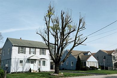 Tree in front of houses with cut branches, sunny day.
