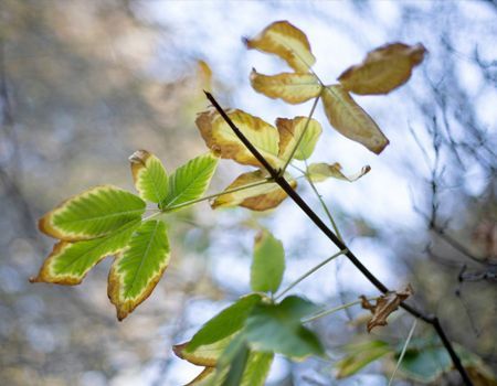 Leaves with green and yellow edges on a twig against a blurred background.