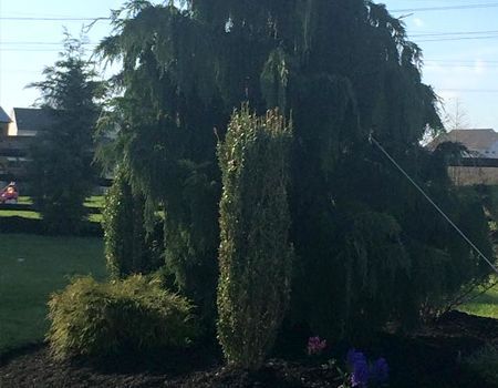 Landscaped yard with large weeping evergreen tree, other shrubs, and blue flowers.