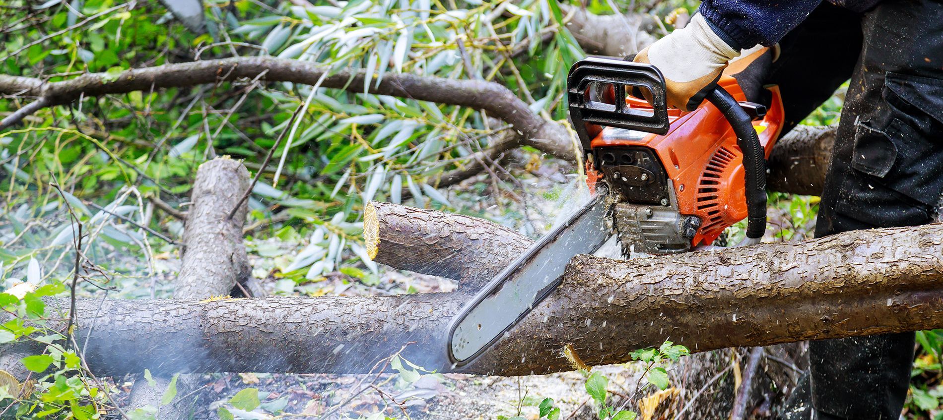 Chainsaw cutting a fallen tree trunk in a wooded area, with sawdust flying