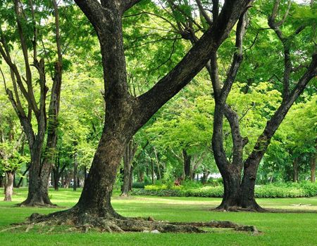 Trees with thick trunks and green leaves in a sunny park with grass.