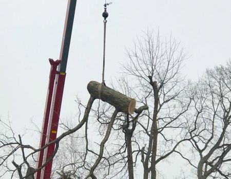 Crane lifting a large tree log with branches attached against a cloudy sky.
