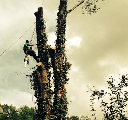 Arborist using a chainsaw to cut a tree limb, attached to the tree with safety ropes, under a cloudy sky.