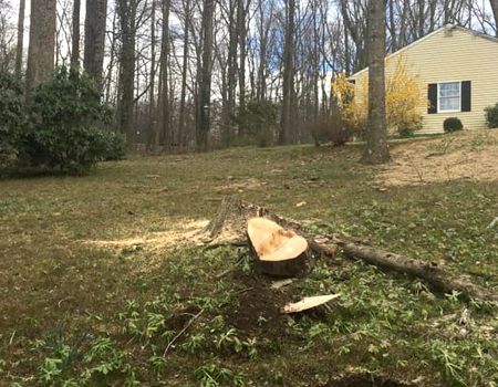 Tree stump in a grassy yard, with a house in the background and a partly cleared wooded area.