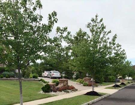 Lush green trees line a driveway with two cars parked. Pathway with brown mulch and shrubs. Overcast day.