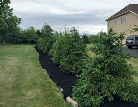 Row of evergreen trees with dark mulch along a grassy lawn, next to a driveway and a beige house.
