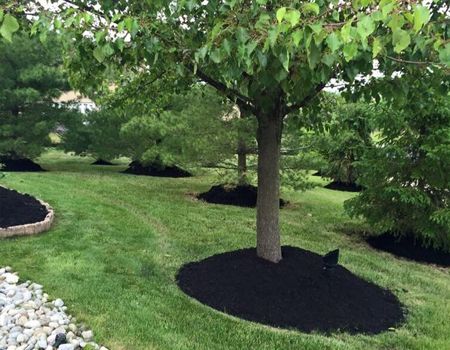Lawn with several trees surrounded by dark mulch. Green grass and other trees in the background.