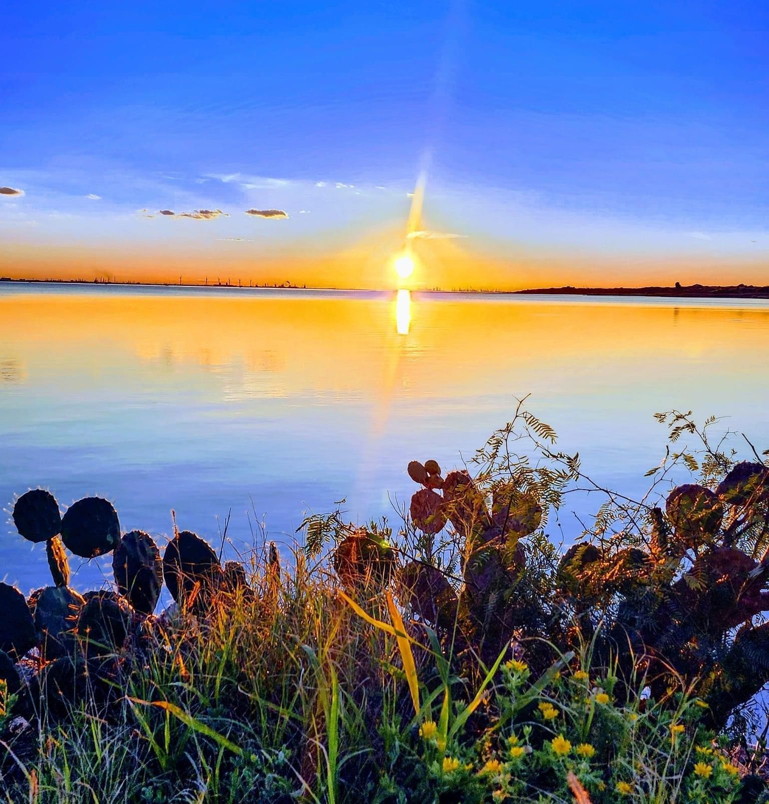 A sunset over a body of water with cactus in the foreground