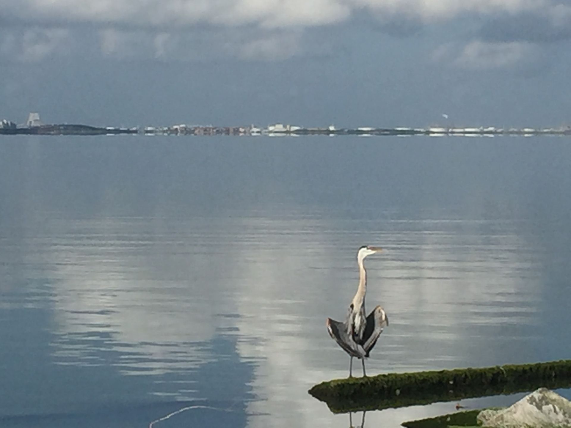A bird standing on a rock in the middle of a body of water