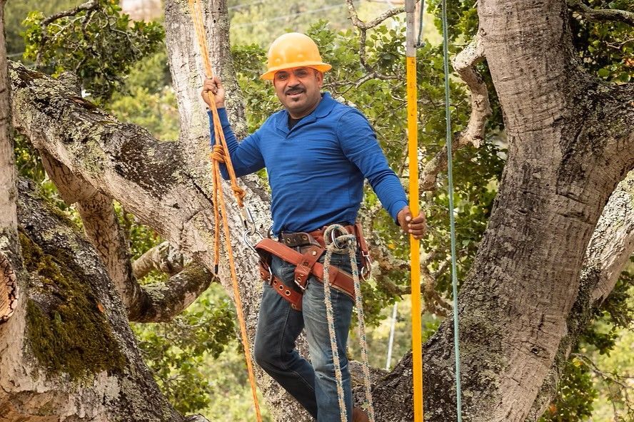 A man wearing a hard hat is climbing a tree.