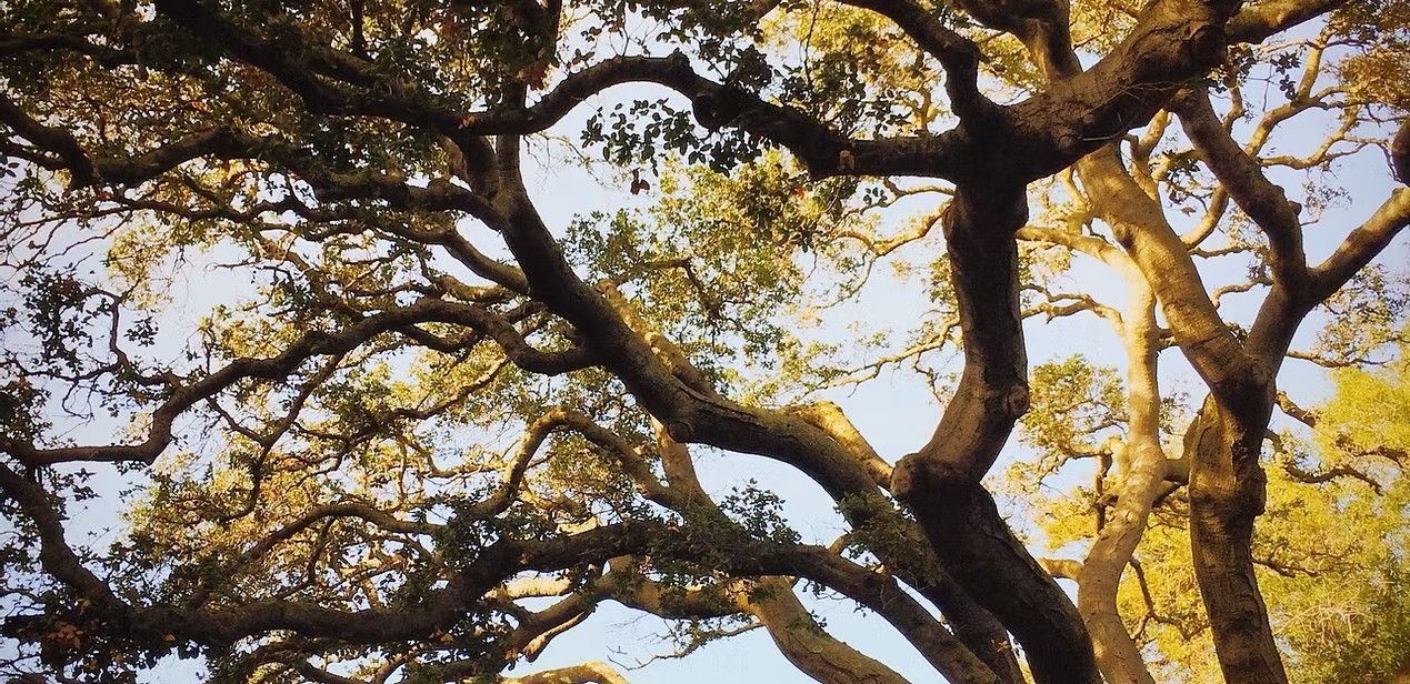 Looking up at a tree with lots of branches and leaves