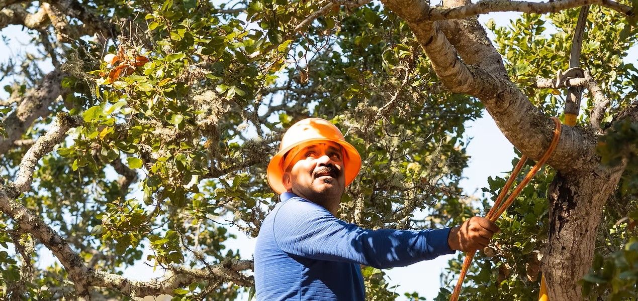 A man wearing an orange hard hat is climbing a tree.