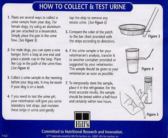 Test Urine Procedure | Parma, OH | Aaron Animal Clinic