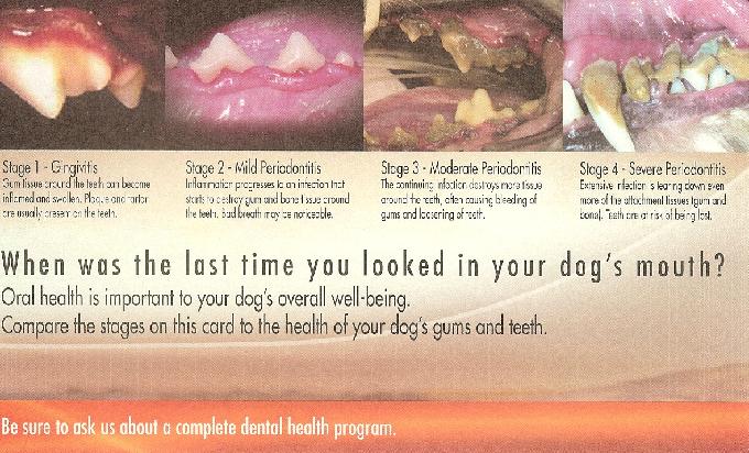 Dental Health Stages | Parma, OH | Aaron Animal Clinic