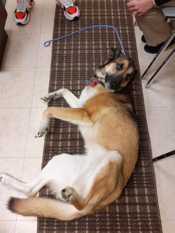 Dog Lying on the Floor | Parma, OH | Aaron Animal Clinic