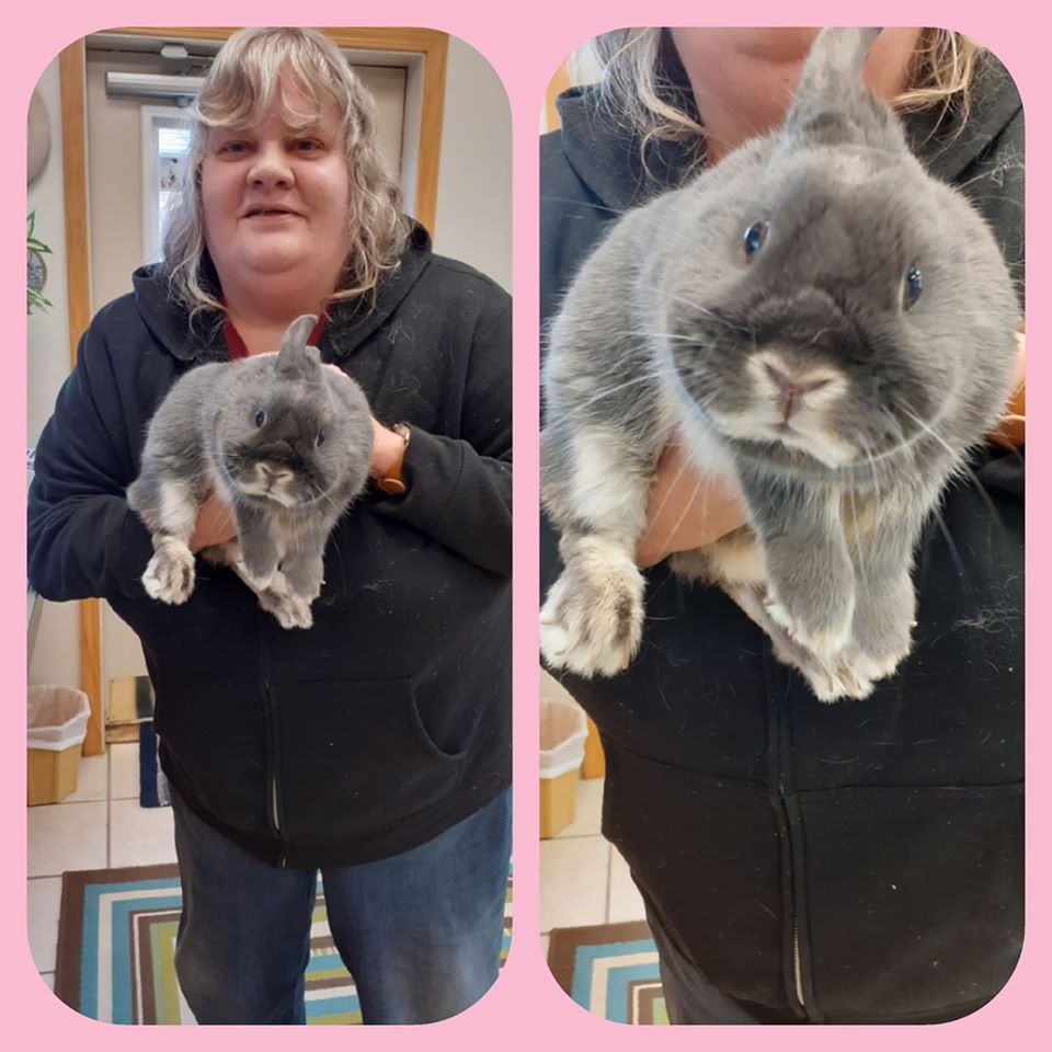 Grey Rabbit | Parma, OH | Aaron Animal Clinic