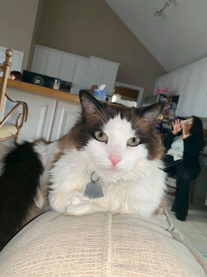 Cat on the Sofa | Parma, OH | Aaron Animal Clinic