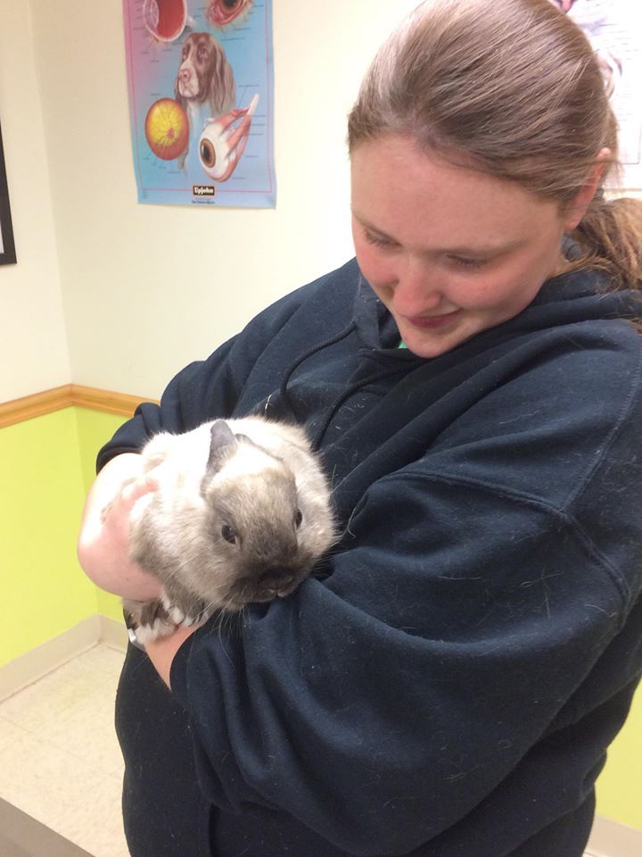 Cute Rabbit | Parma, OH | Aaron Animal Clinic