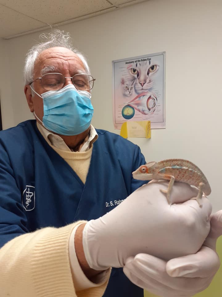 Pet Surgery | Parma, OH | Aaron Animal Clinic