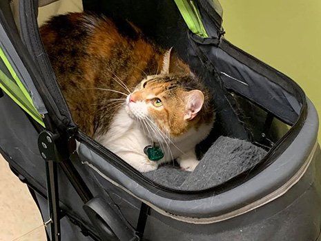 Cat on a Pet Stroller | Parma, OH | Aaron Animal Clinic
