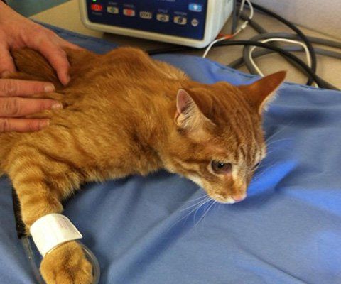 Cat Undergoing Surgery | Parma, OH | Aaron Animal Clinic