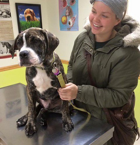 Dog Ultrasound | Parma, OH | Aaron Animal Clinic