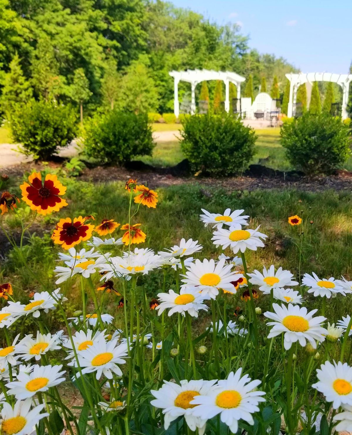 Flowering meadow with white daisies and yellow-red coreopsis, with green bushes and white pergolas in the background.