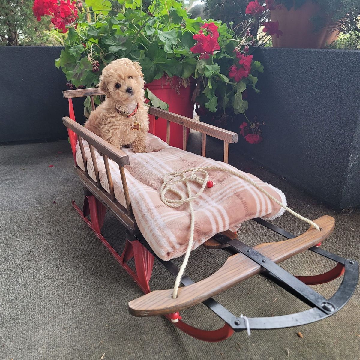 Tan poodle puppy sits on a small red sled with a blanket, surrounded by red flowers.