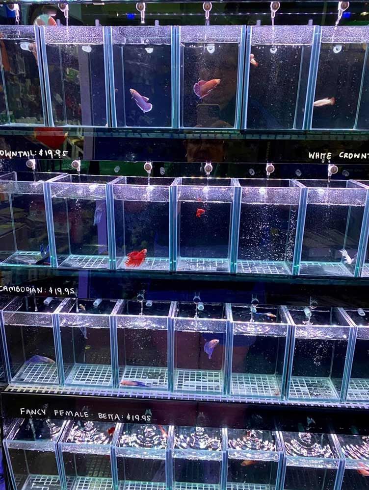 a Shelf Filled With Lots of Small Fish Tanks — Mackay City Pet Barn in Airlie Beach, QLD