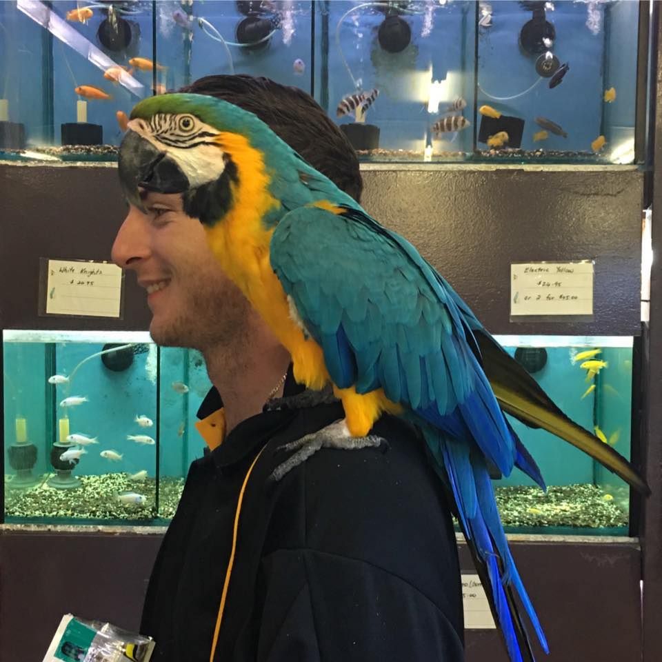 Pet Macaw — Mackay City Pet Barn in South Mackay, QLD
