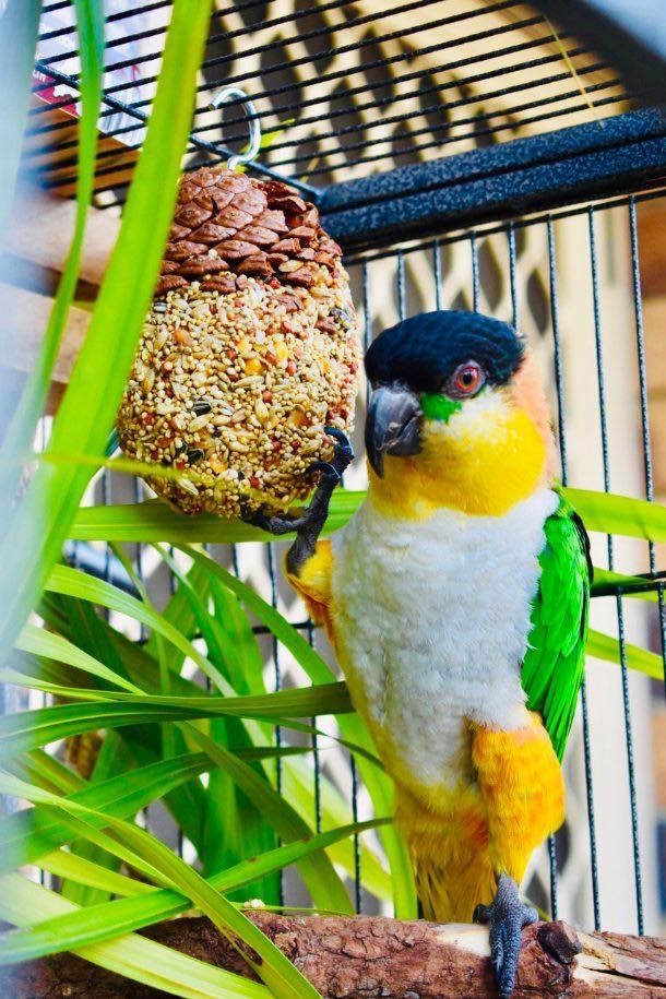 Colourful Bird In A Cage  With Bird Feed Ball - Pet Supplies in Mackay