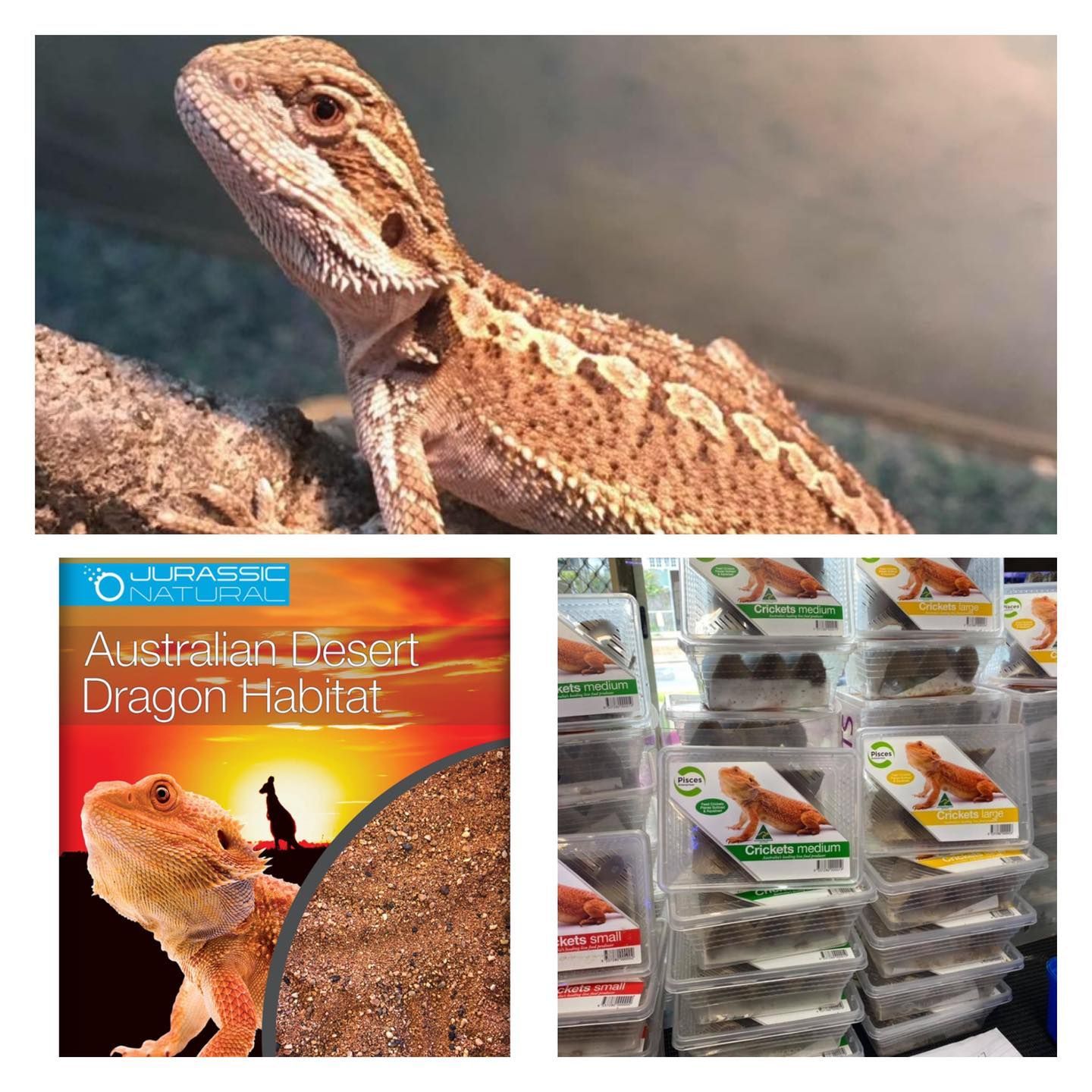 Australian Bearded Dragon Feed - Pet Supplies in Mackay